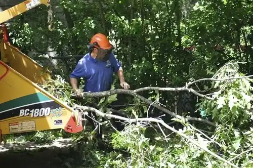 tree services Annandale